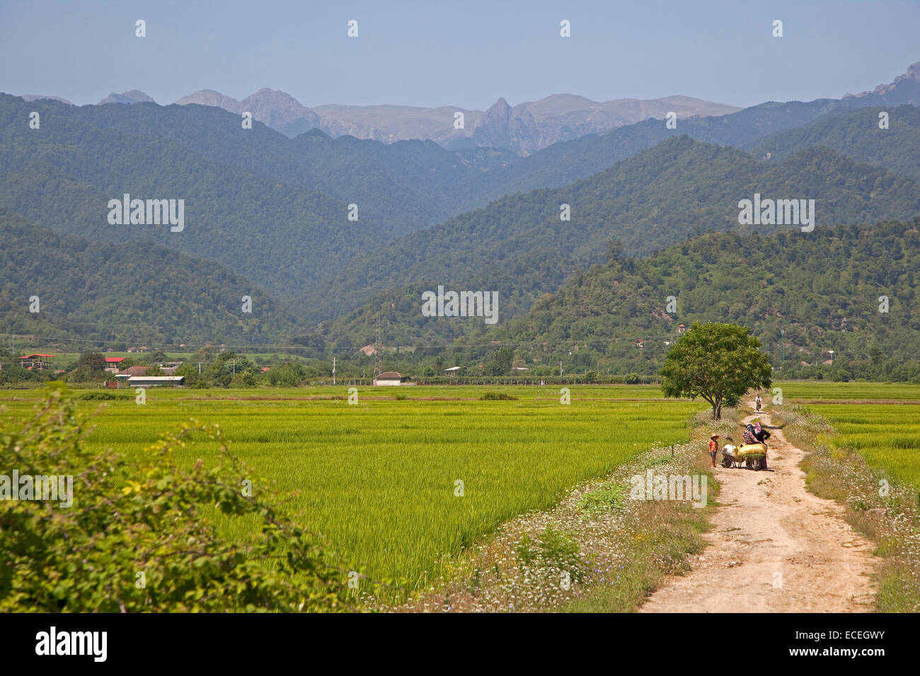 Campagna che mostra i campi di riso e montagne costiere vicino Ardabil, Iran Foto Stock