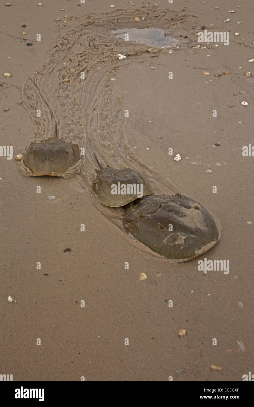 Il ferro di cavallo granchi, Limulus polyphemus, Delaware bay, Delaware, venuta a terra di razza Foto Stock