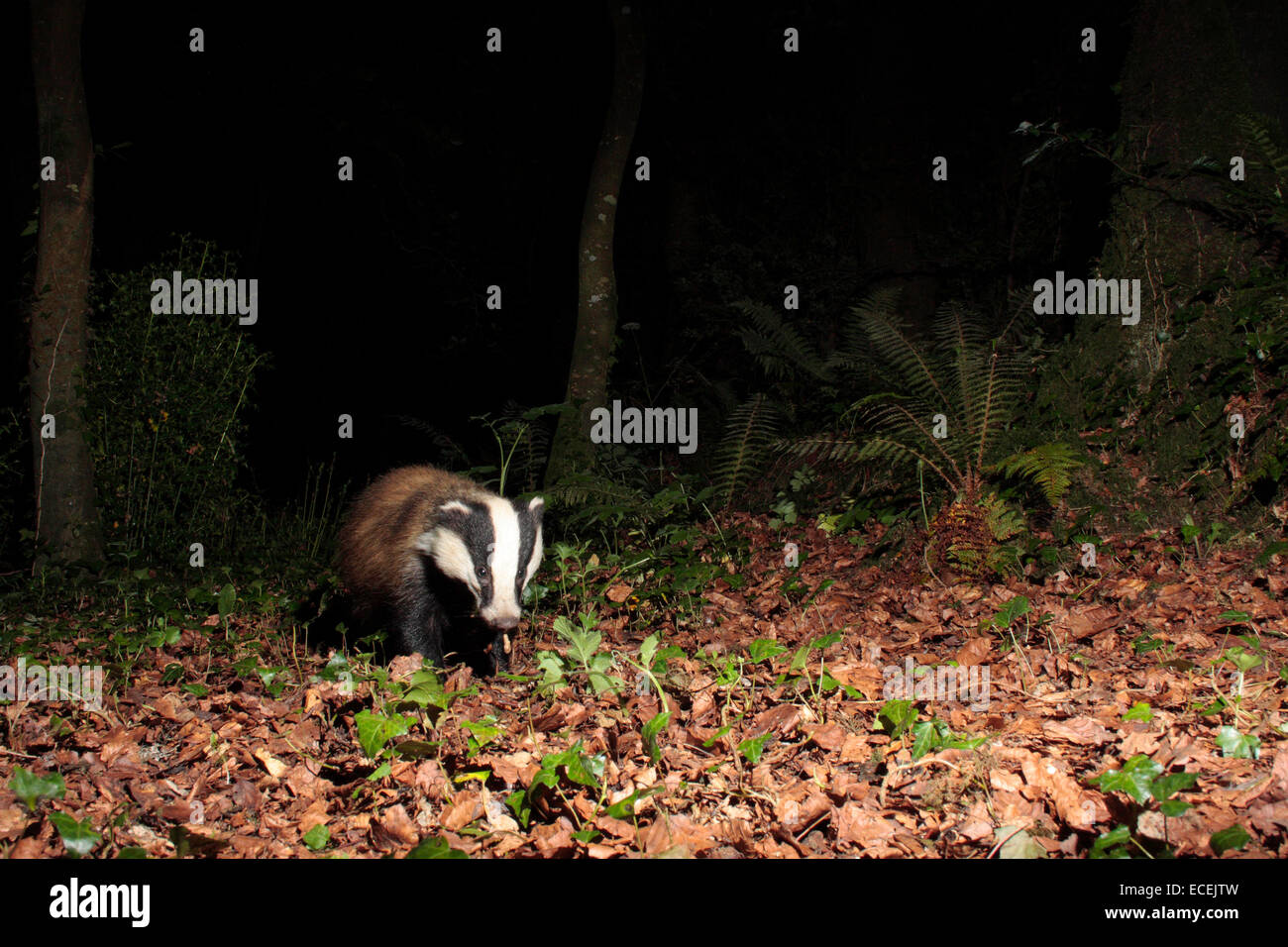 Meles meles Foto Stock
