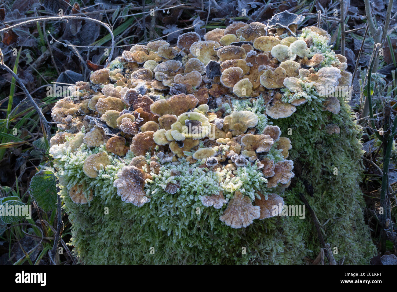Studio di un ceppo di albero con una selezione di funghi e muschio cresce su di esso Foto Stock