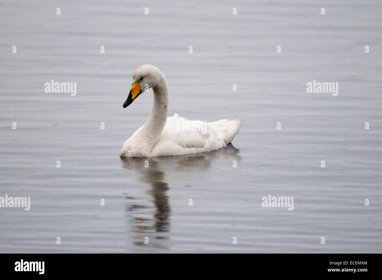Whooper Swan nuoto presso la costa delle isole Faerøer nell'Oceano Atlantico. Schwimmt Singschwan Vor den Färöer-Inseln. Foto Stock