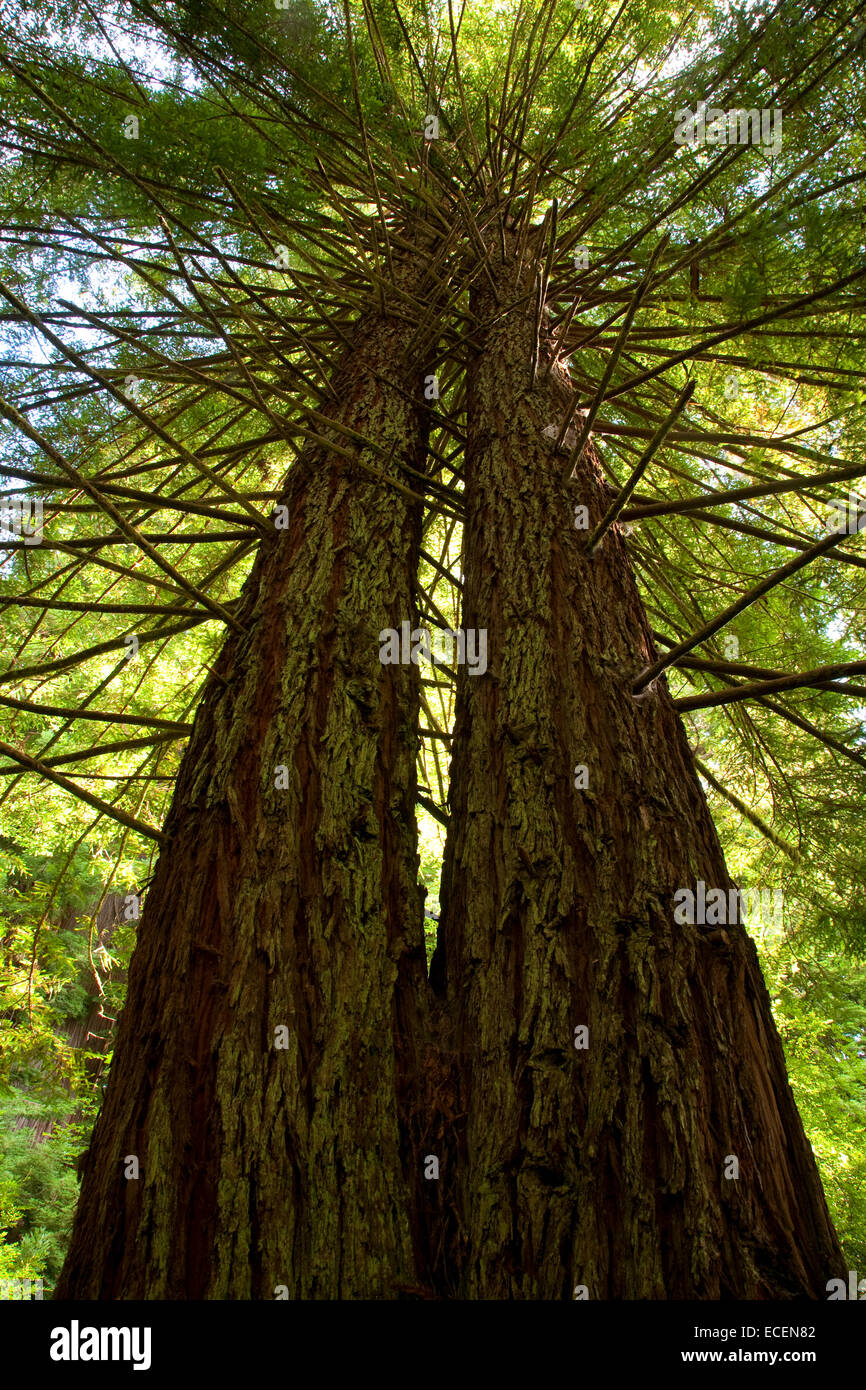 Due alberi di sequoia convergono. Foto Stock