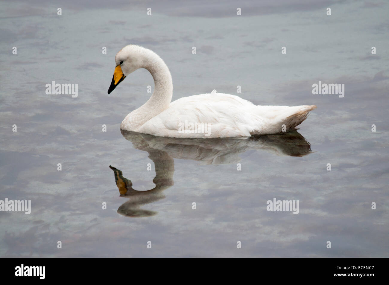 Whooper Swan nuoto presso la costa delle isole Faerøer nell'Oceano Atlantico. Schwimmt Singschwan Vor den Färöer-Inseln. Foto Stock