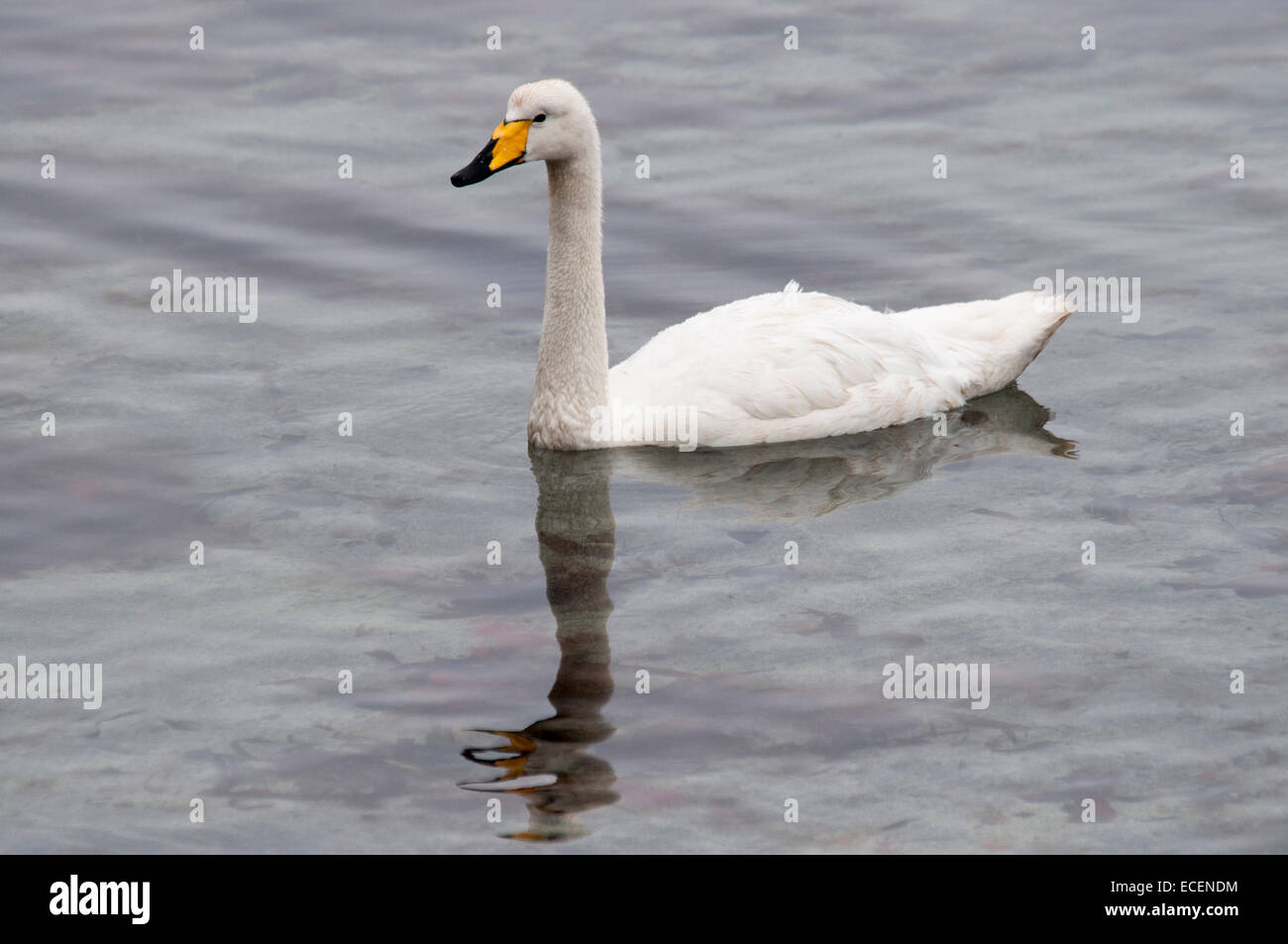 Whooper Swan nuoto presso la costa delle isole Faerøer nell'Oceano Atlantico. Schwimmt Singschwan Vor den Färöer-Inseln. Foto Stock