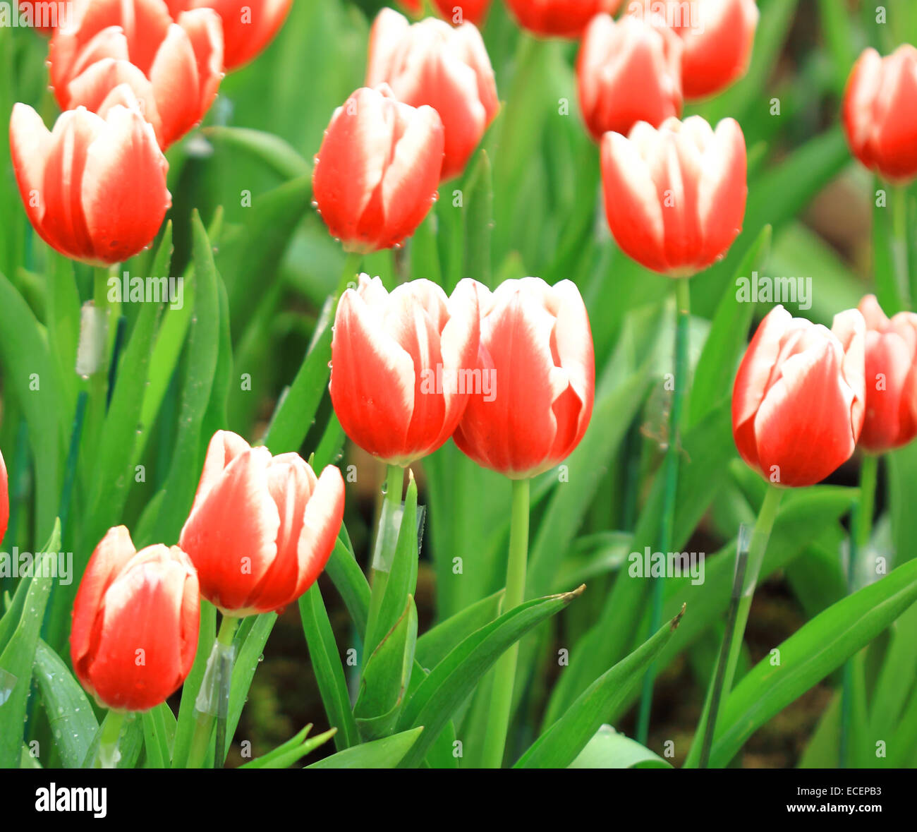 Tulip fiori natura outdoor giardino di fiori freschi. Foto Stock