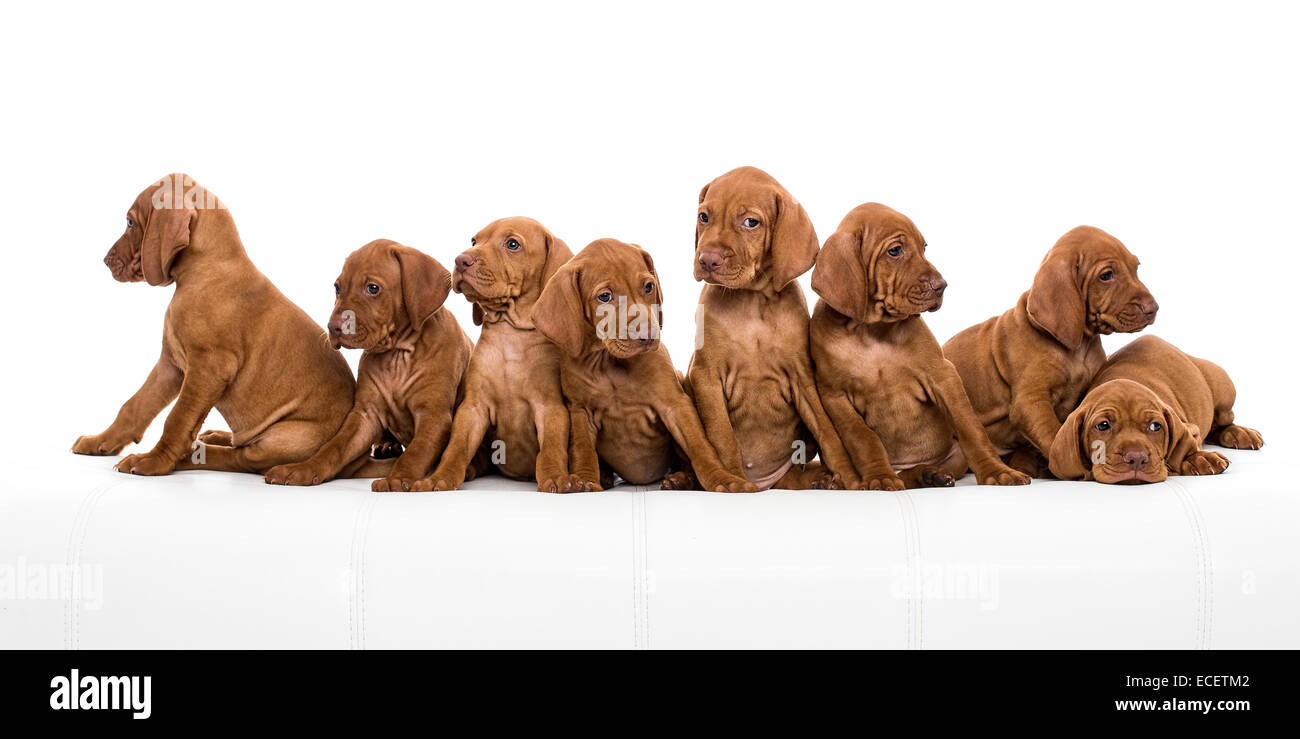 Cucciolata di Vizsla ungherese cuccioli Foto Stock