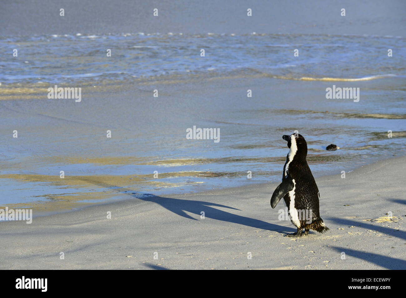 Pinguino africano (Spheniscus demersus) sulla spiaggia. Foto Stock