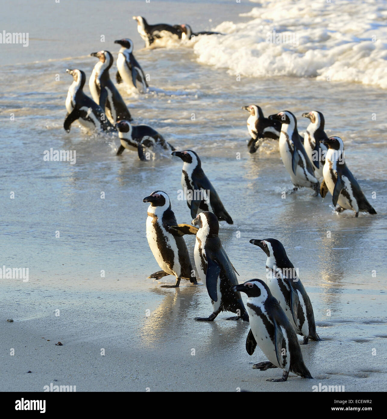 A piedi i Penguins africani (Spheniscus demersus) sulla spiaggia. Sud Africa Foto Stock