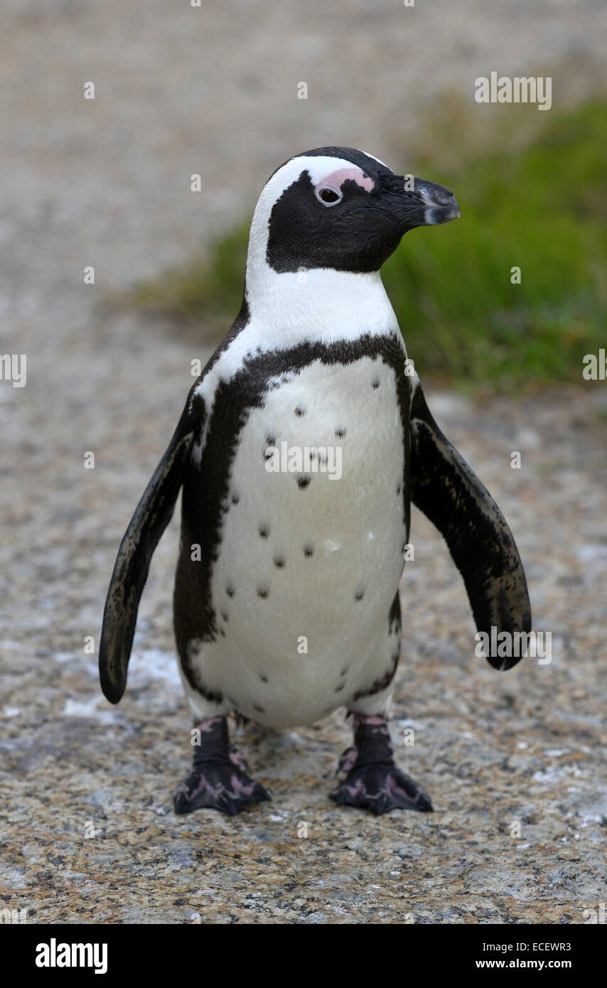 Pinguino africano (Spheniscus demersus) presso i massi. Foto Stock