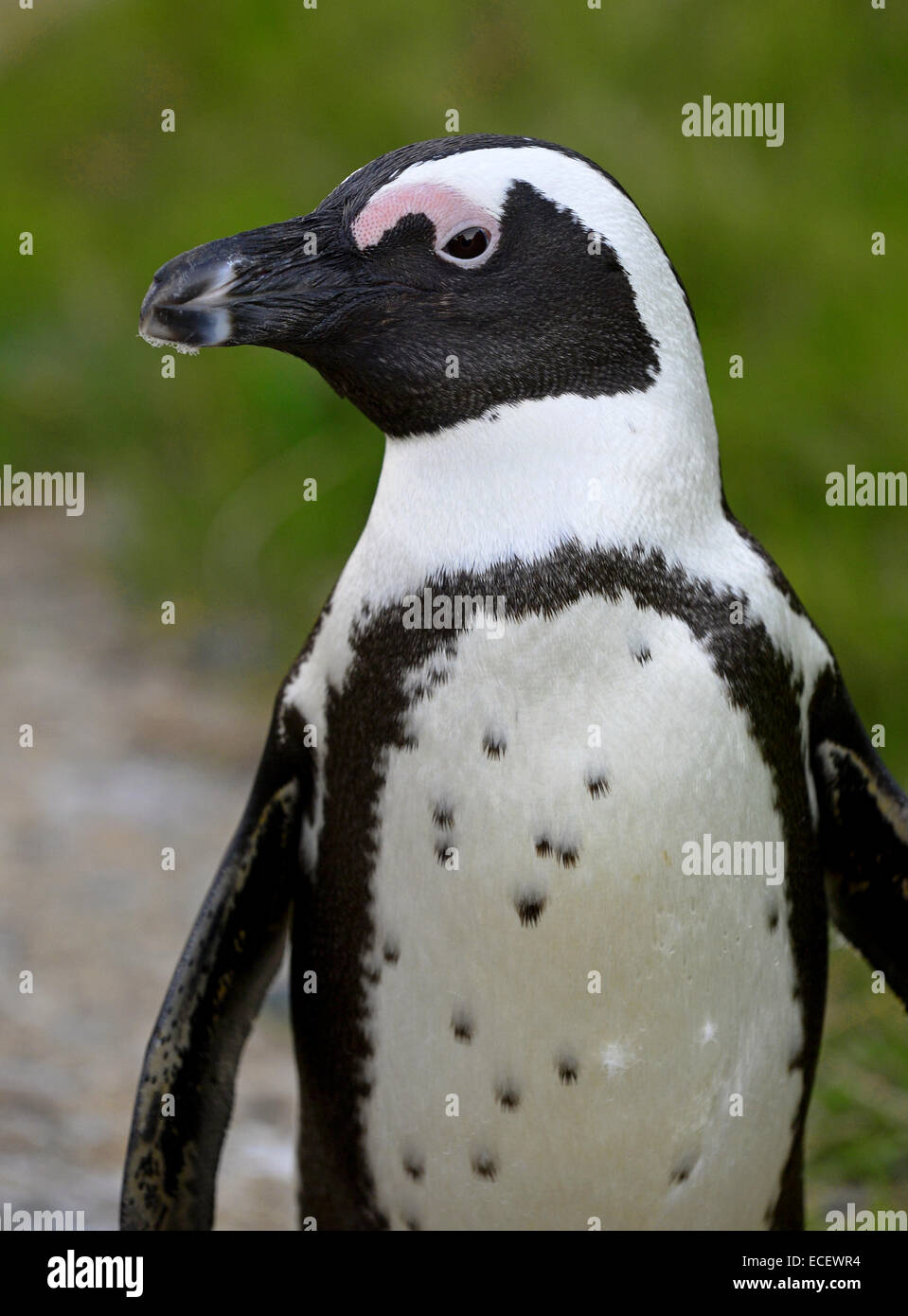 Pinguino africano (Spheniscus demersus) presso i massi. Foto Stock