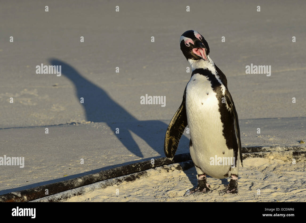Sbadigliare pinguino africano (Spheniscus demersus) sulla spiaggia. Foto Stock