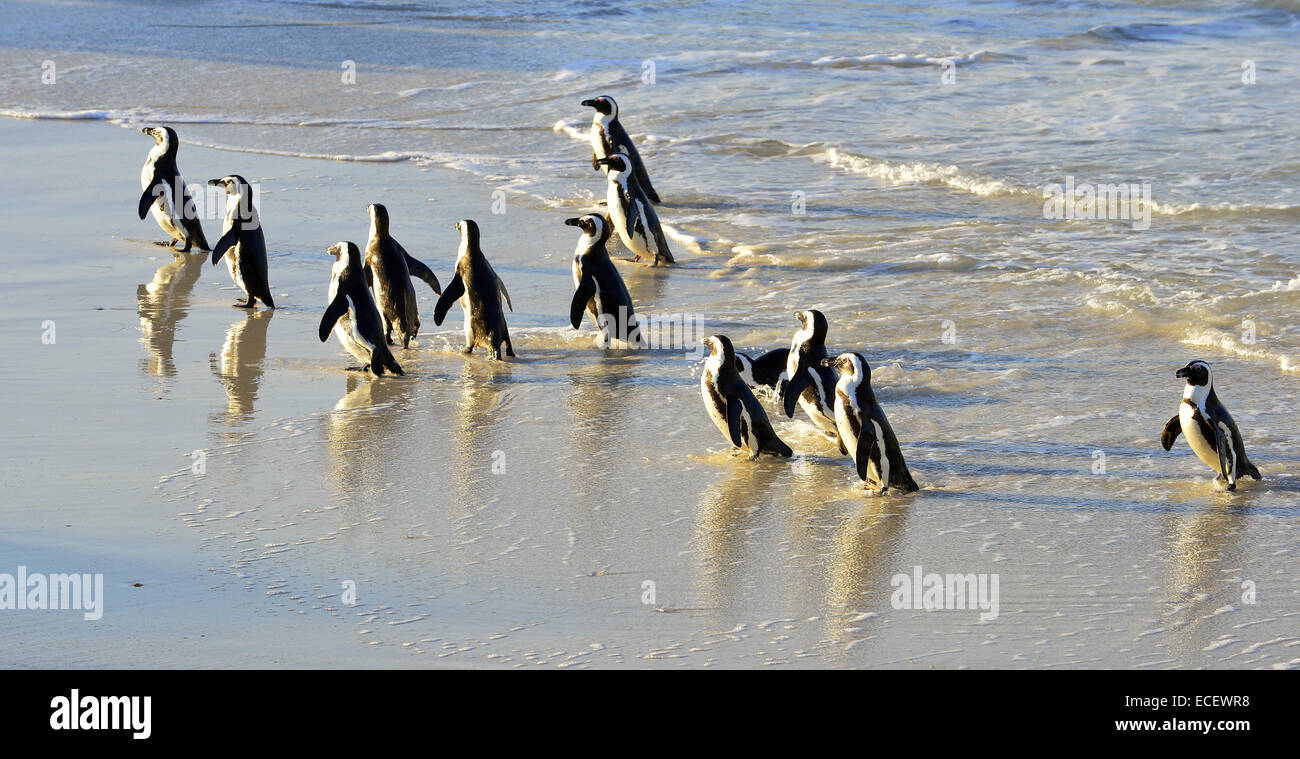 A piedi i Penguins africani (Spheniscus demersus) sulla spiaggia. Foto Stock