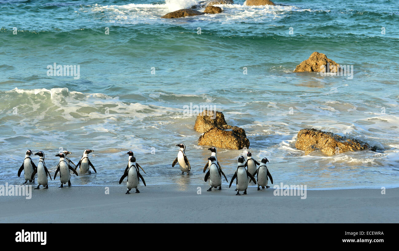 A piedi i Penguins africani (Spheniscus demersus) sulla spiaggia. Foto Stock