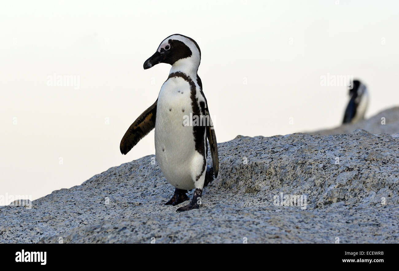 A piedi pinguino africano (Spheniscus demersus) presso i massi. Sud Africa Foto Stock