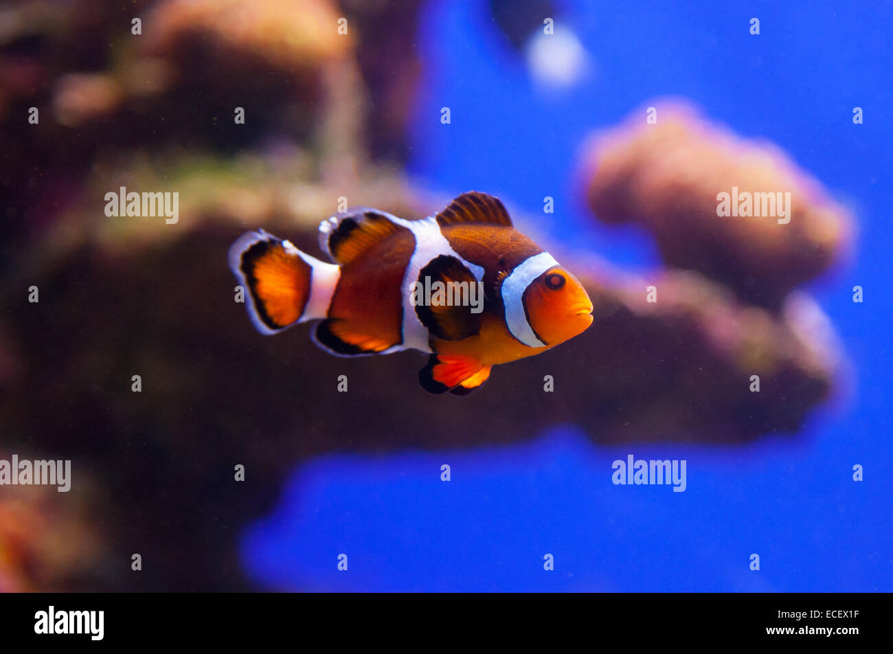 Immagine del pagliaccio pesci di acquario d'acqua Foto Stock