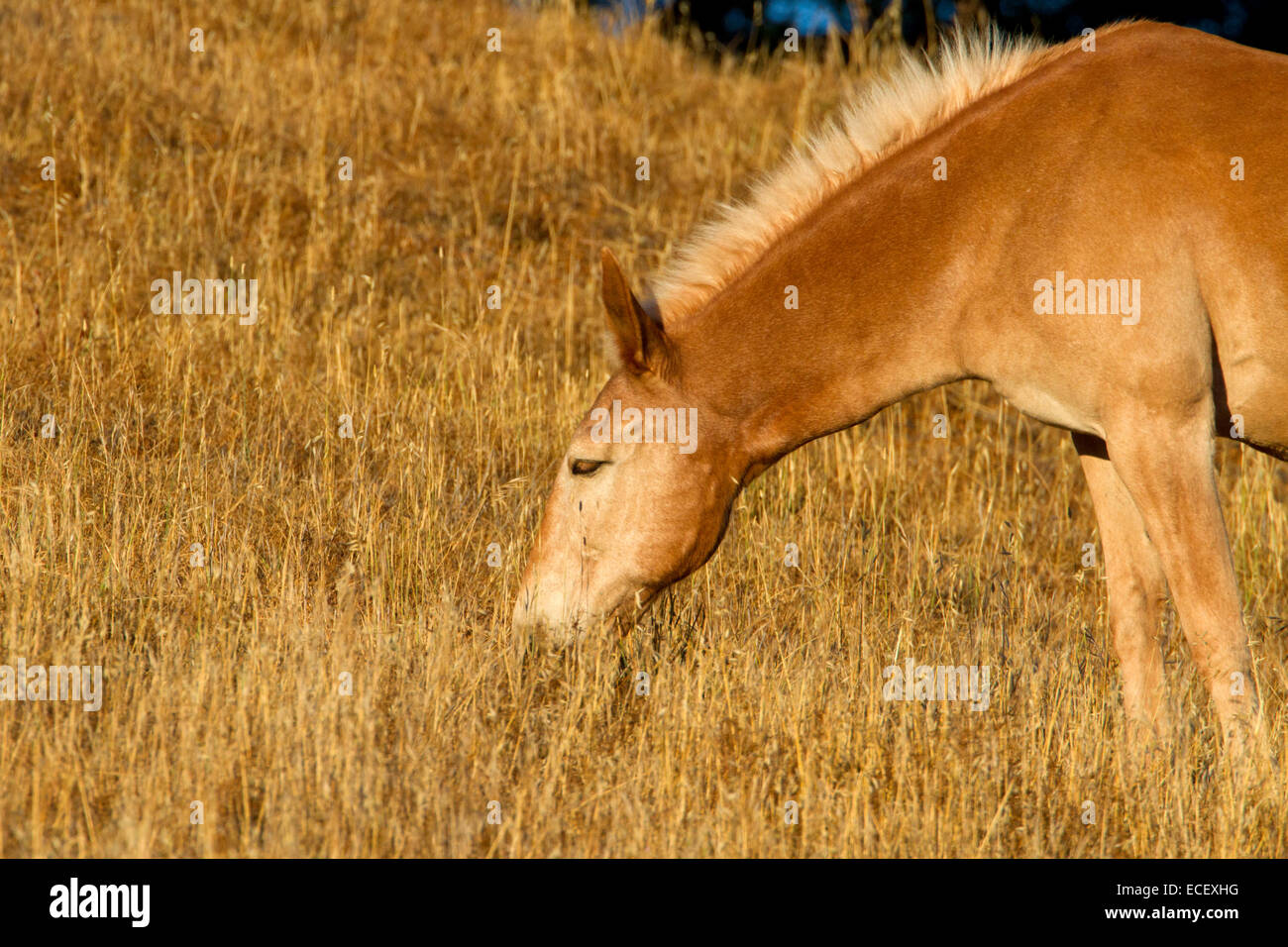 Marrone chiaro (cammello color) addomesticati alimentazione a cavallo sulle erbe essiccate in un campo nei pressi di Cambria, California, Stati Uniti d'America in luglio Foto Stock