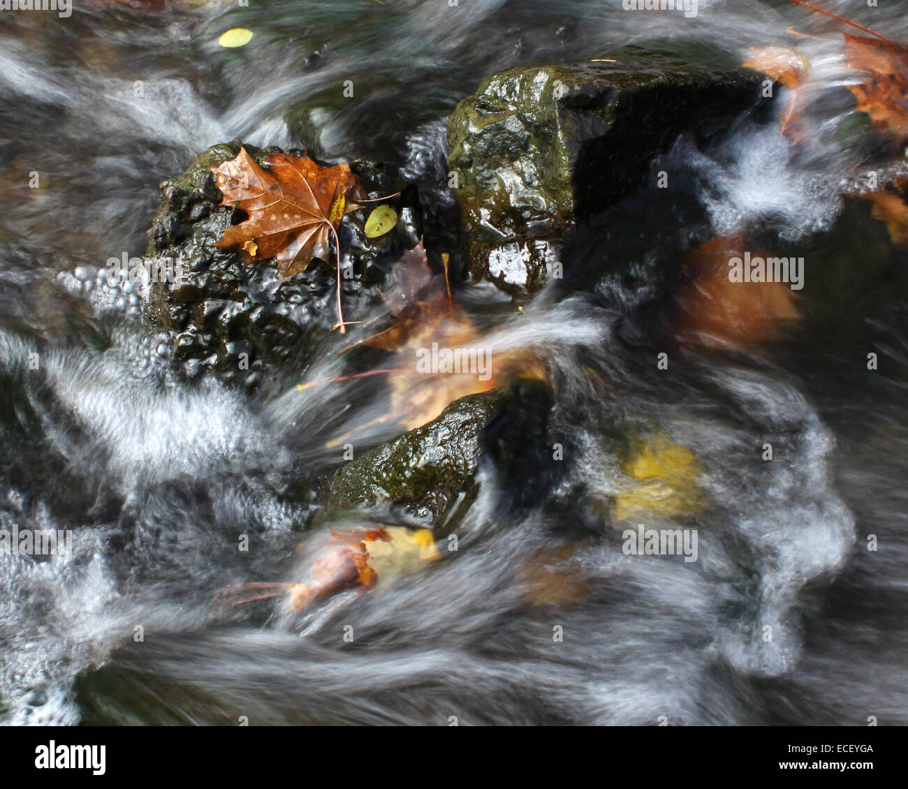 In autunno il creek in Sunnybrook Park, Toronto, Ontario Foto Stock