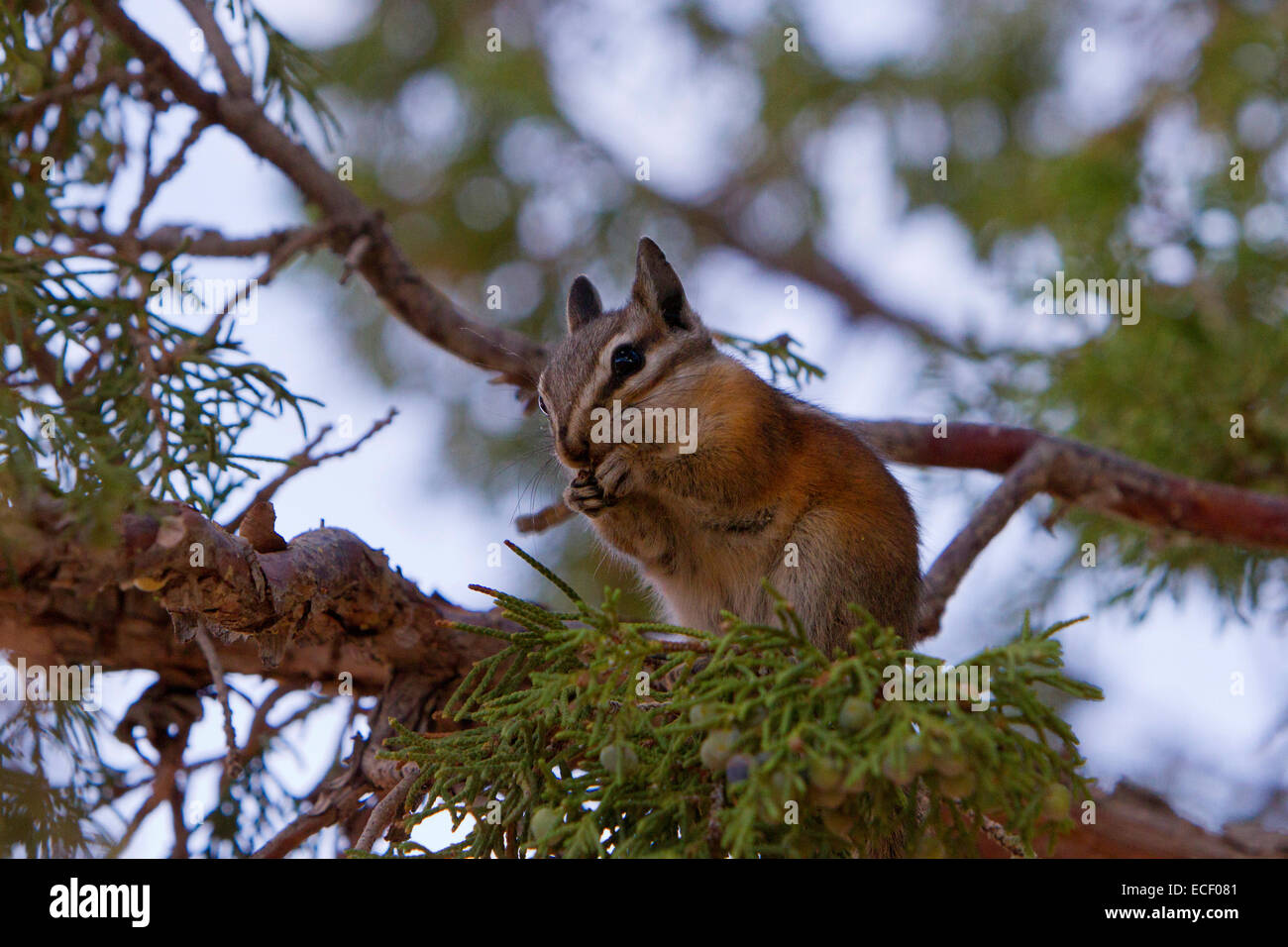 Uinta Scoiattolo striado (Neotamias umbrinus) alimentare in una struttura ad albero su scogliere a Bryce Canyon National Park, Utah, Stati Uniti d'America in luglio Foto Stock