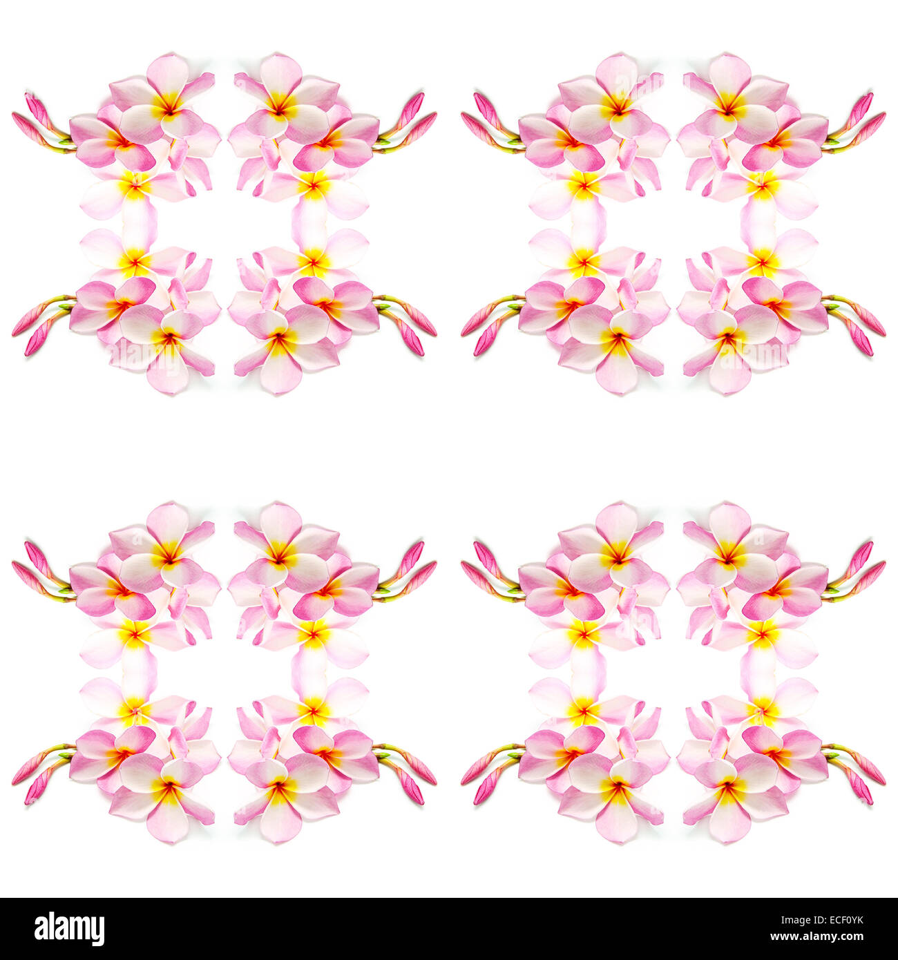 Di un bel colore rosa Plumeria fiore, isolato su uno sfondo bianco Foto Stock