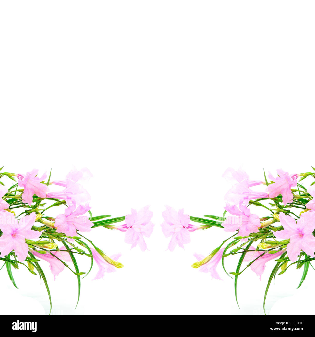 Bellissimo fiore rosa, Ruellia squarrosa, isolato su sfondo bianco Foto Stock