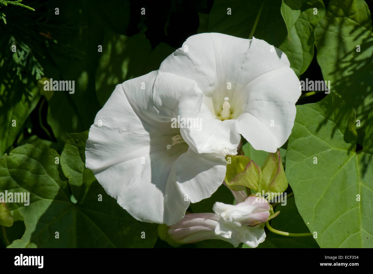 Fiori bianchi di siepe o maggiore centinodia, Calystegia sepium, fioritura in una siepe, Berkshire, Luglio Foto Stock