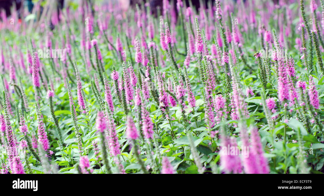 Bella viola Spiked Speedwell e sfocata Backyard lussureggiante verde erba Foto Stock