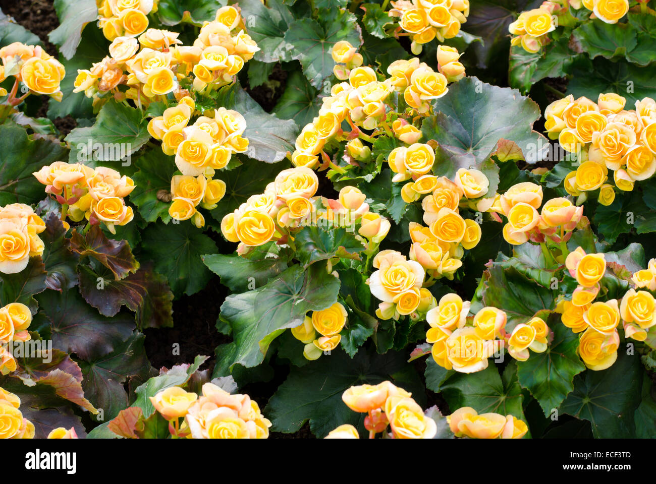 Il colore giallo di begonia, giardino botanico (Begonia x tuberhybrids) Foto Stock