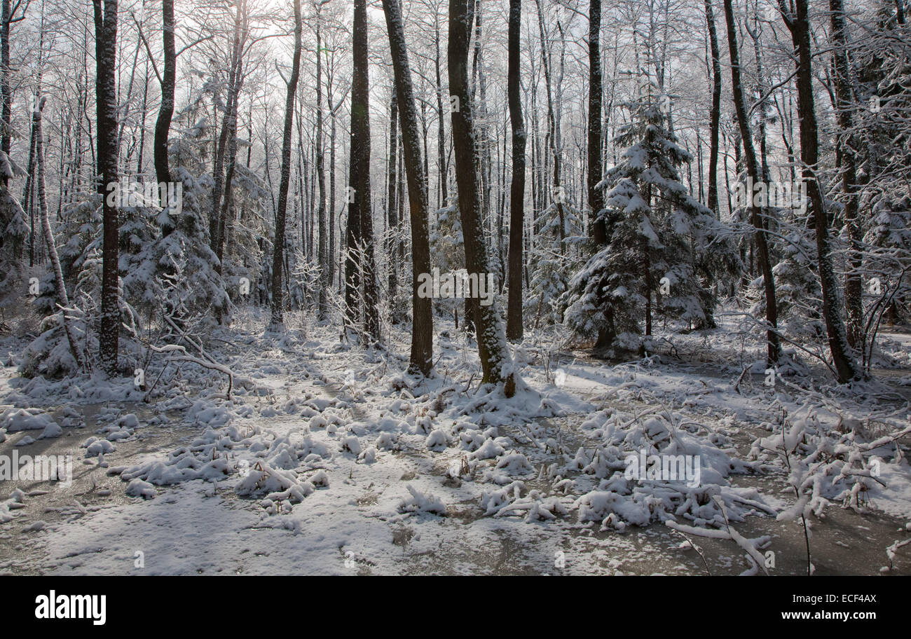 Nevicata dopo wetland stand in mattinata con neve alberi avvolti in background e l'acqua congelata in primo piano Foto Stock