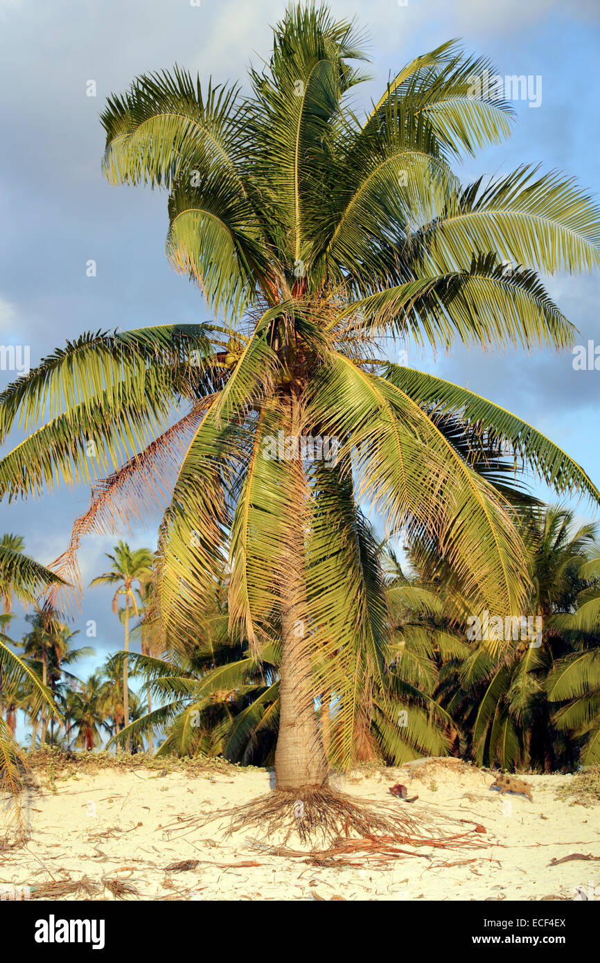 Giovani palme da cocco albero sulla spiaggia sabbiosa tropicale Foto Stock