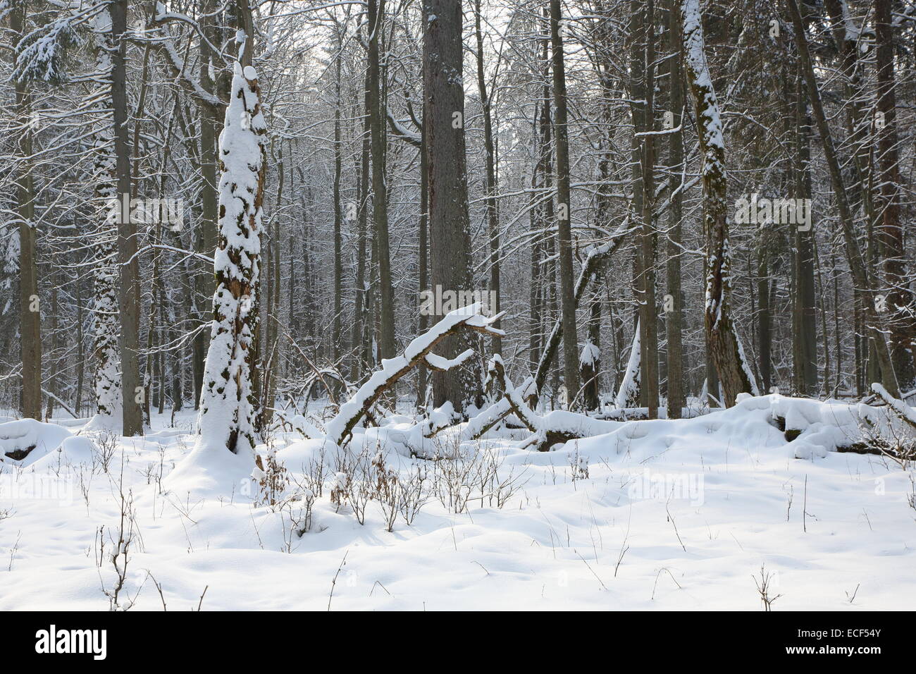 Nevicata dopo stand di latifoglie in mattinata con neve avvolto alberi e tigli in primo piano Foto Stock