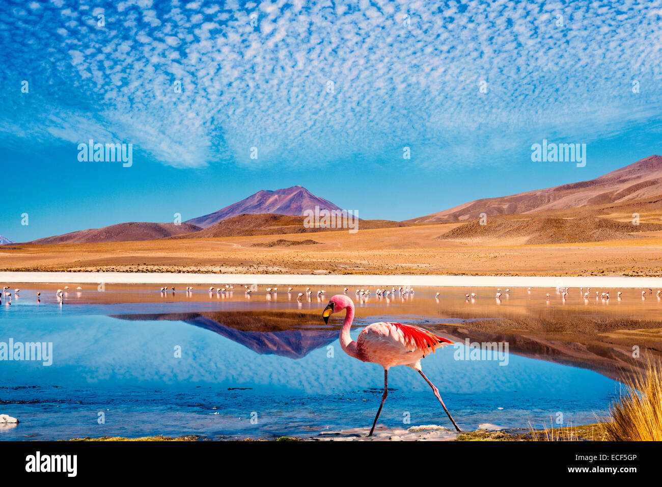 Laguna presso la "Ruta de las Joyas altoandinas' in Bolivia con il fenicottero rosa a piedi attraverso la scena Foto Stock
