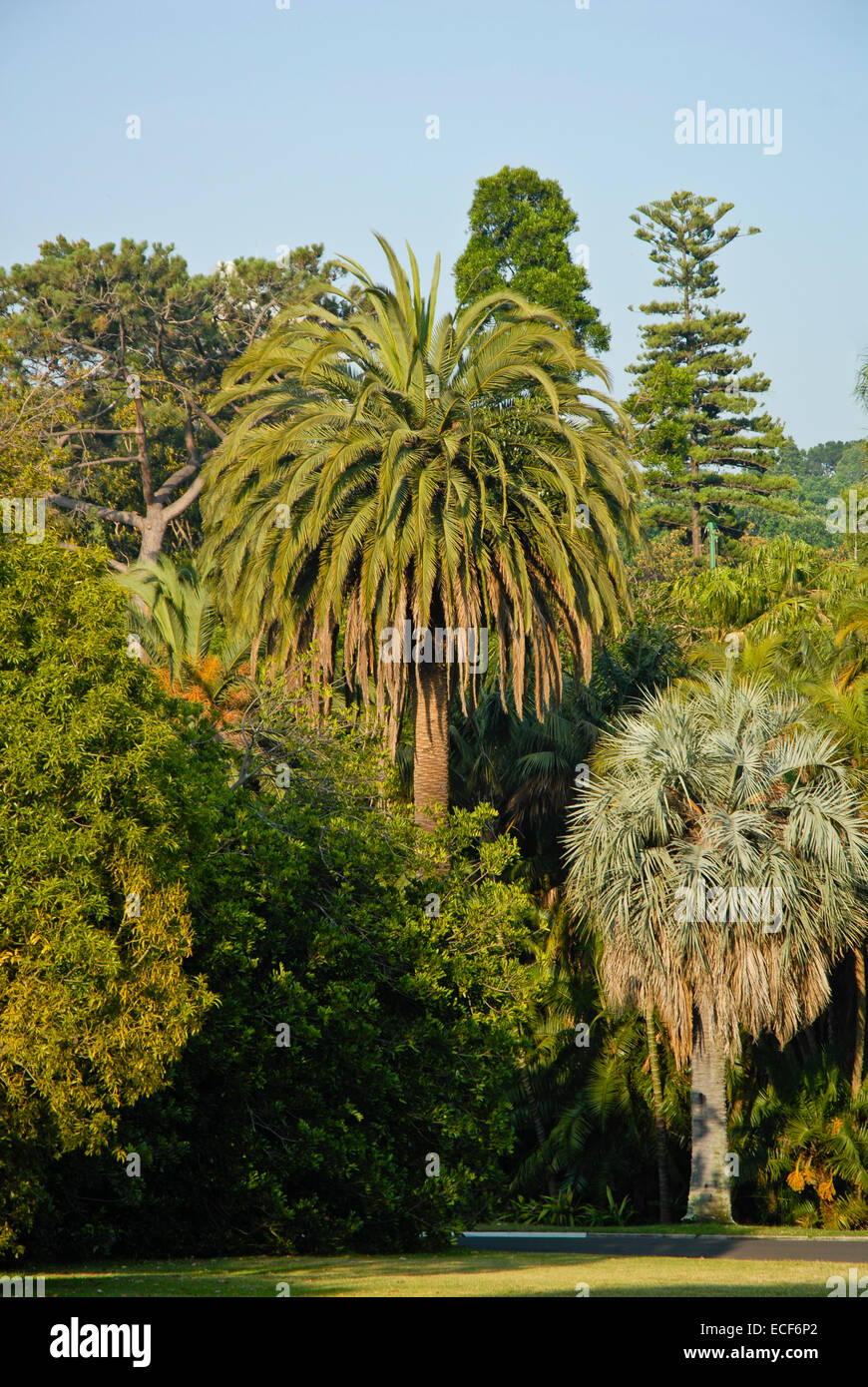 Il Royal Botanic Gardens Melbourne,internazionalmente rinomati giardini botanici si trova nei pressi del centro di Melbourne, Victoria, Australia Foto Stock