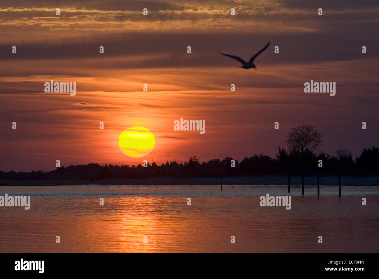 Volo di uccello sul litorale al tramonto Foto Stock