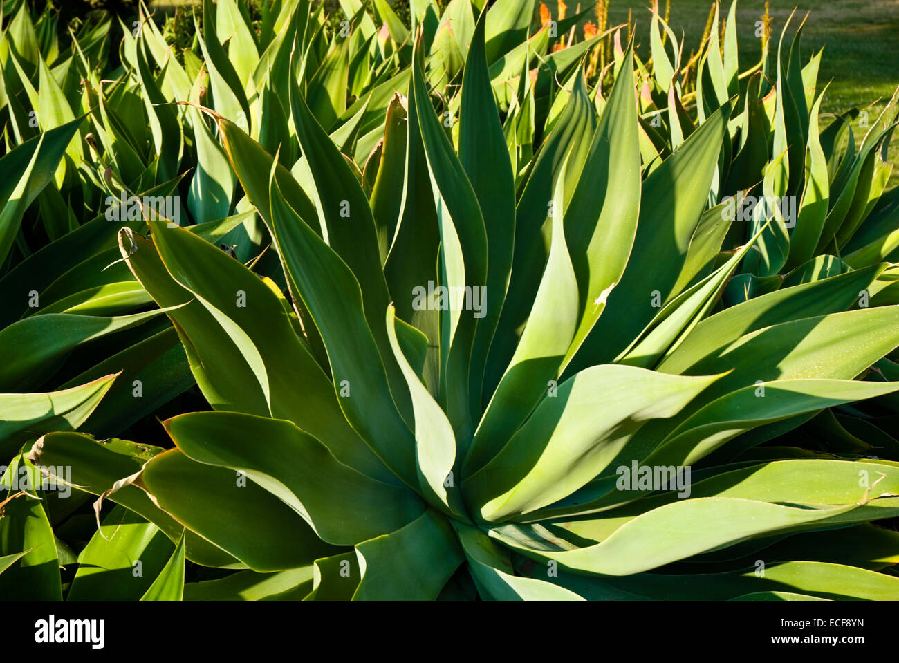 Il Royal Botanic Gardens Melbourne,internazionalmente rinomati giardini botanici si trova nei pressi del centro di Melbourne, Victoria, Australia Foto Stock