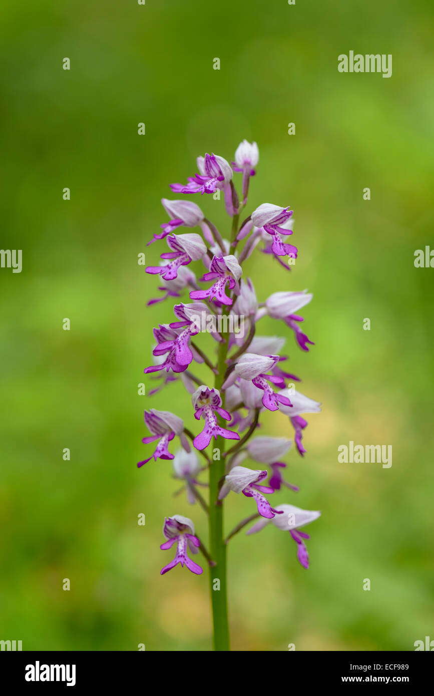 Helm-Knabenkraut, Orchis militaris, Orchidea militare Foto Stock
