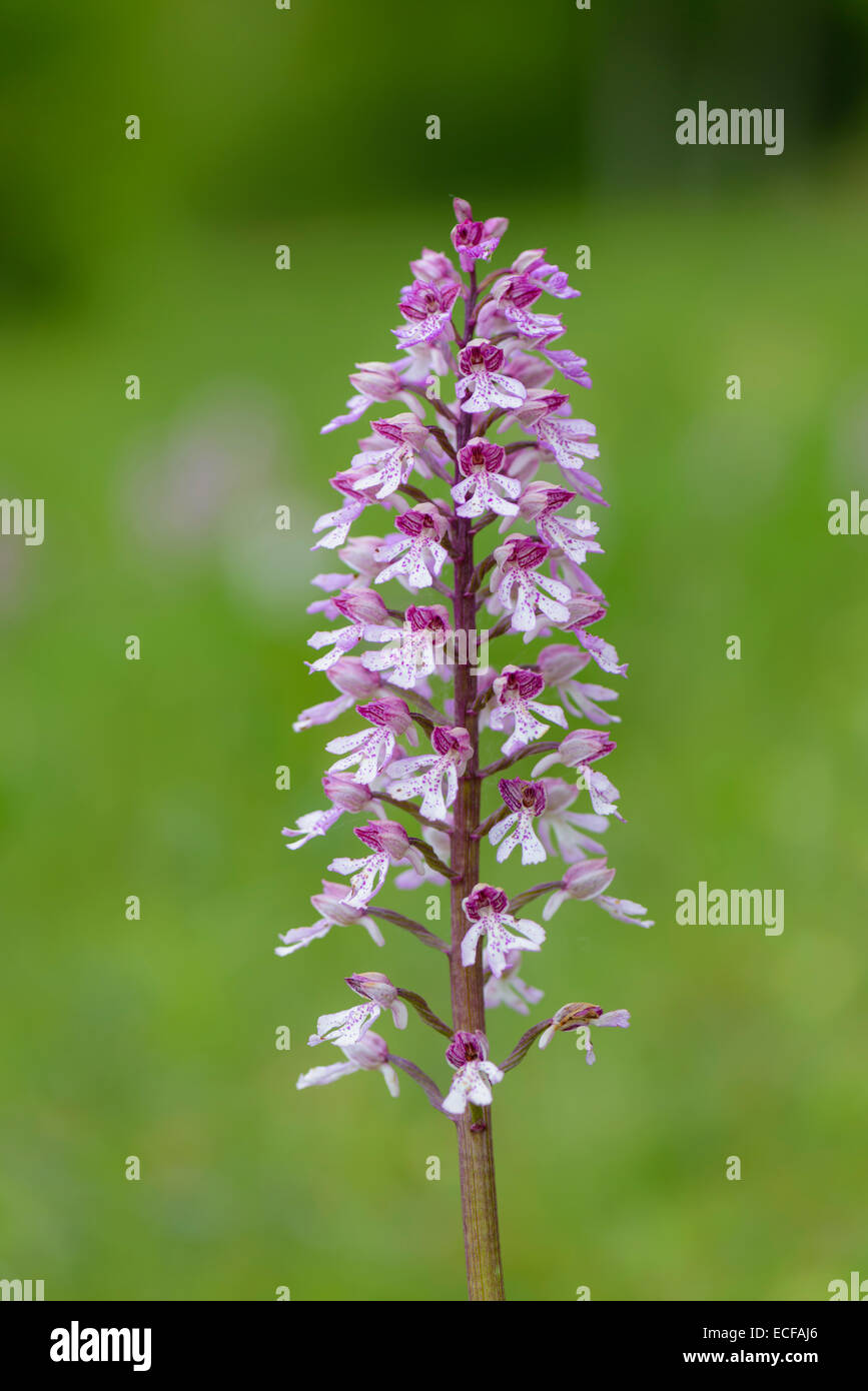 Purpurknabenkraut, Orchis purpurea, Lady Orchid Foto Stock