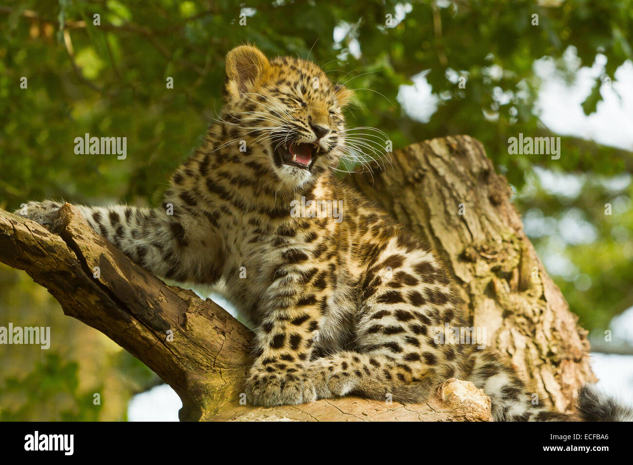 Estremamente raro leopardo di Amur Cub (Panthera Pardus orientalis) in piedi su un albero Foto Stock