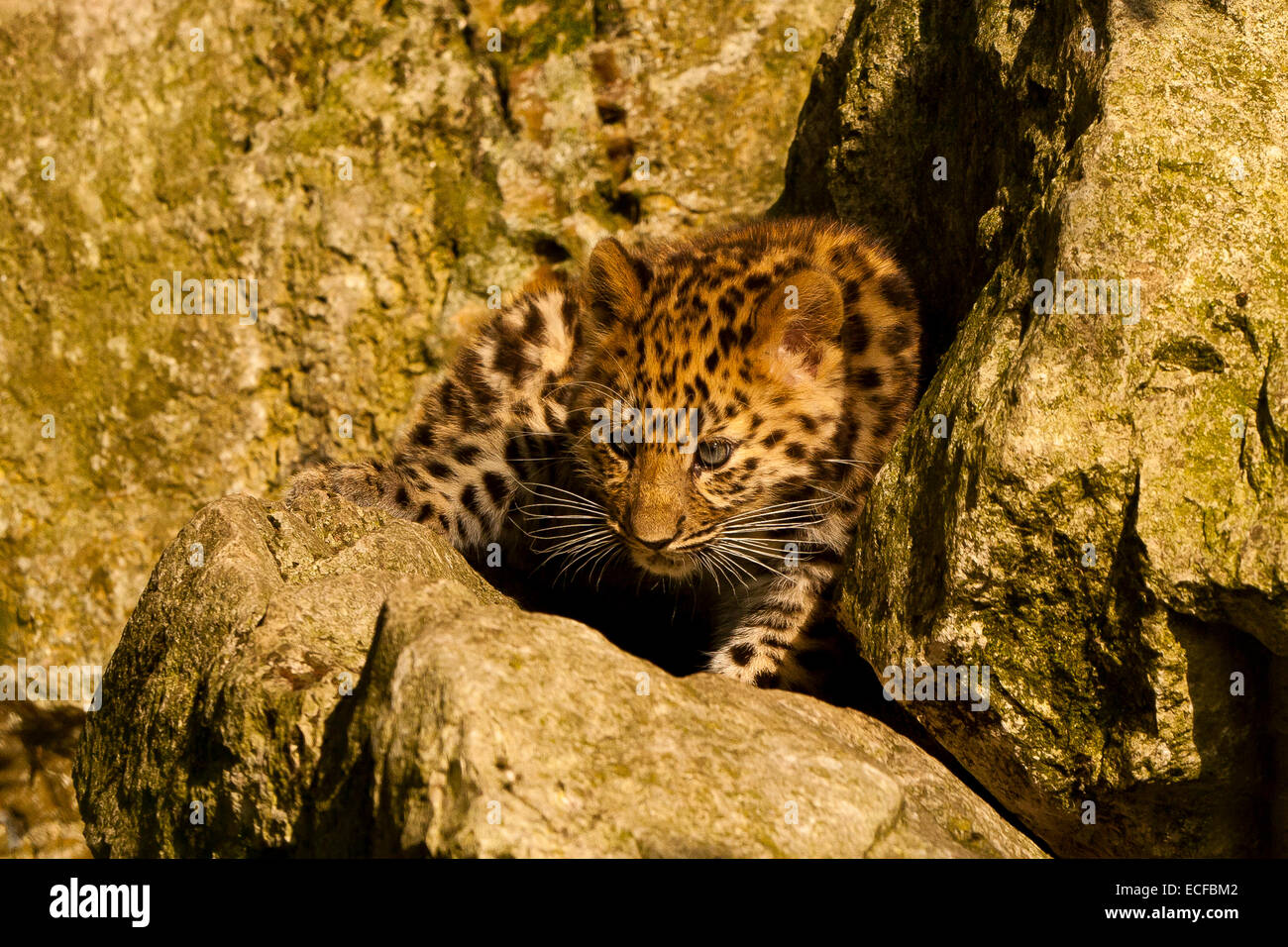 Estremamente raro leopardo di Amur Cub (Panthera Pardus orientalis) seduti sulle rocce Foto Stock