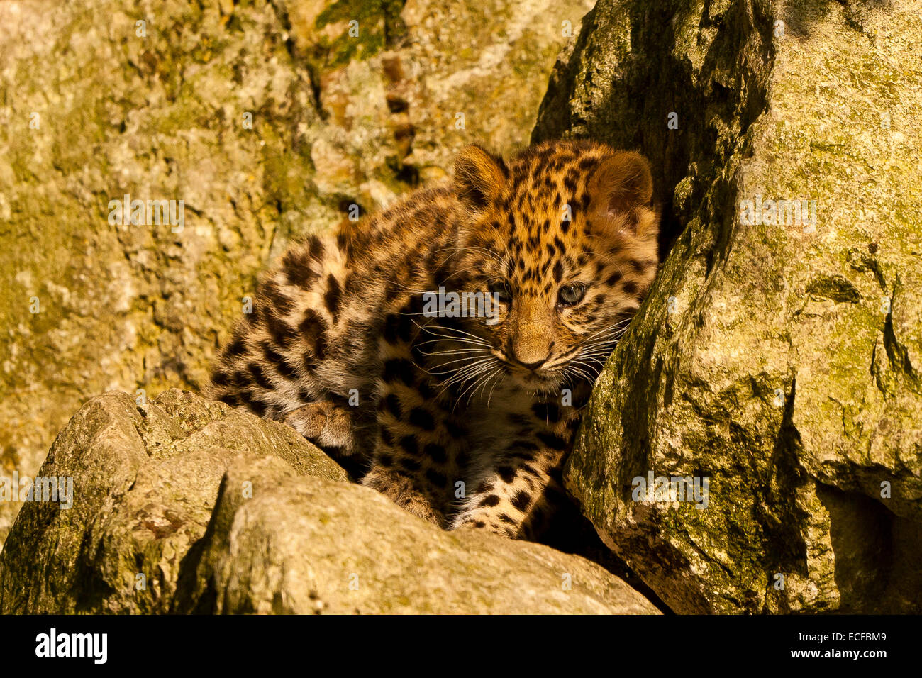 Estremamente raro leopardo di Amur Cub (Panthera Pardus orientalis) seduti sulle rocce Foto Stock