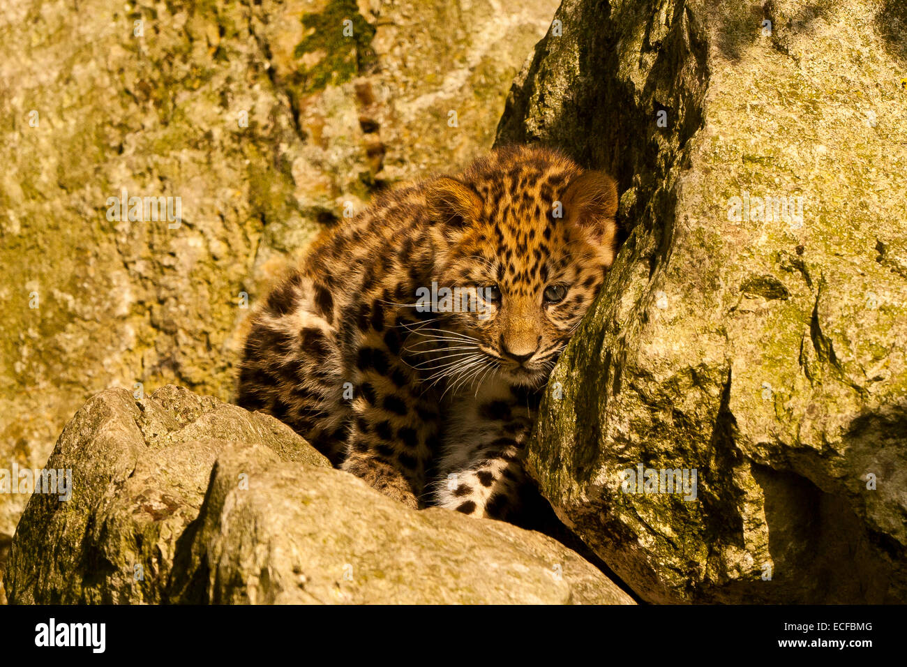 Estremamente raro leopardo di Amur Cub (Panthera Pardus orientalis) seduti sulle rocce Foto Stock