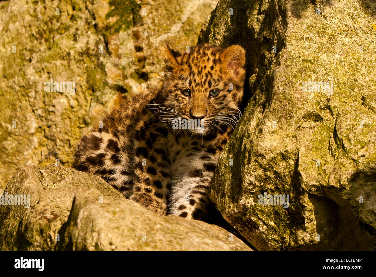 Estremamente raro leopardo di Amur Cub (Panthera Pardus orientalis) seduti sulle rocce Foto Stock
