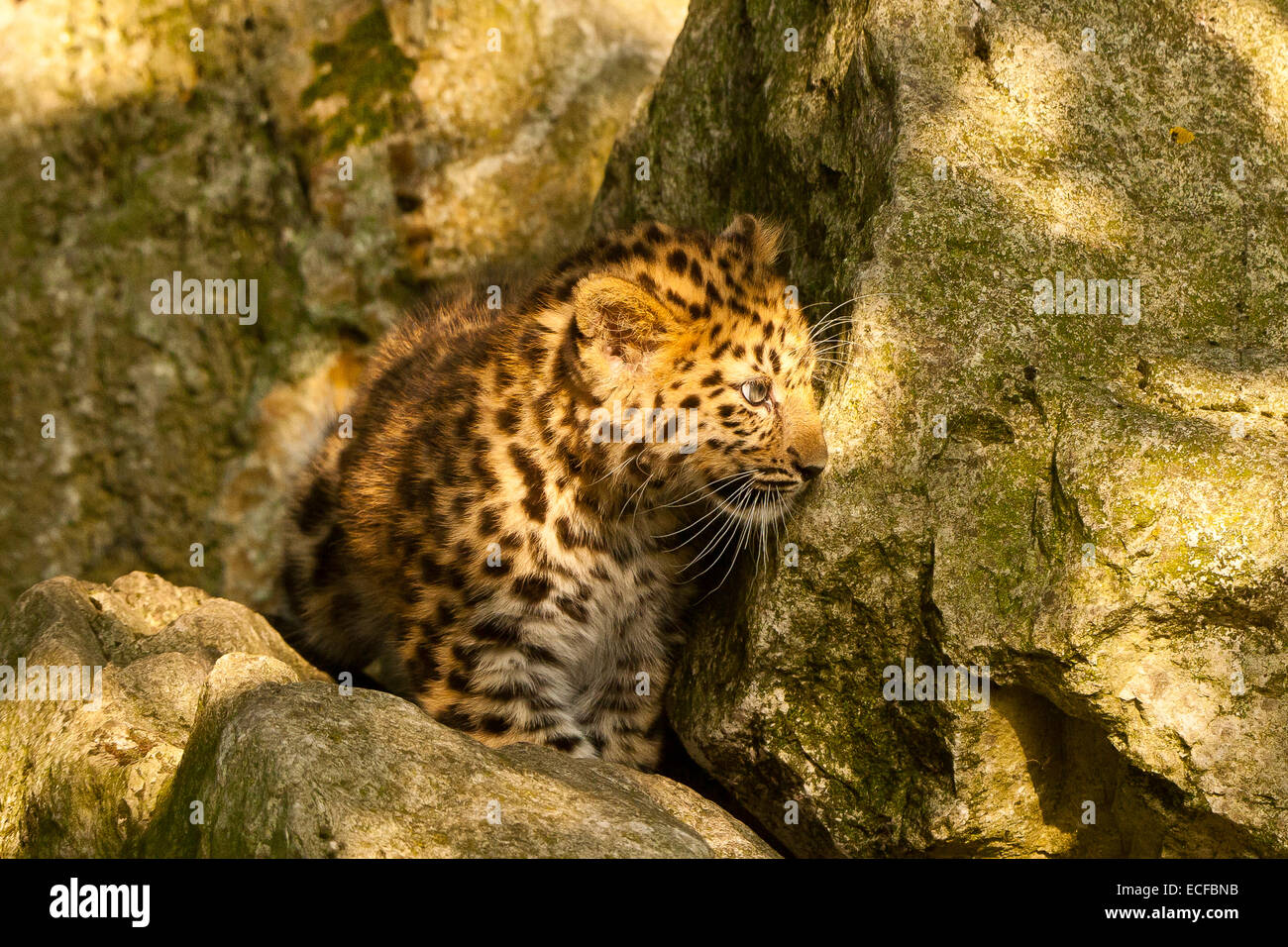 Estremamente raro leopardo di Amur Cub (Panthera Pardus orientalis) seduti sulle rocce Foto Stock