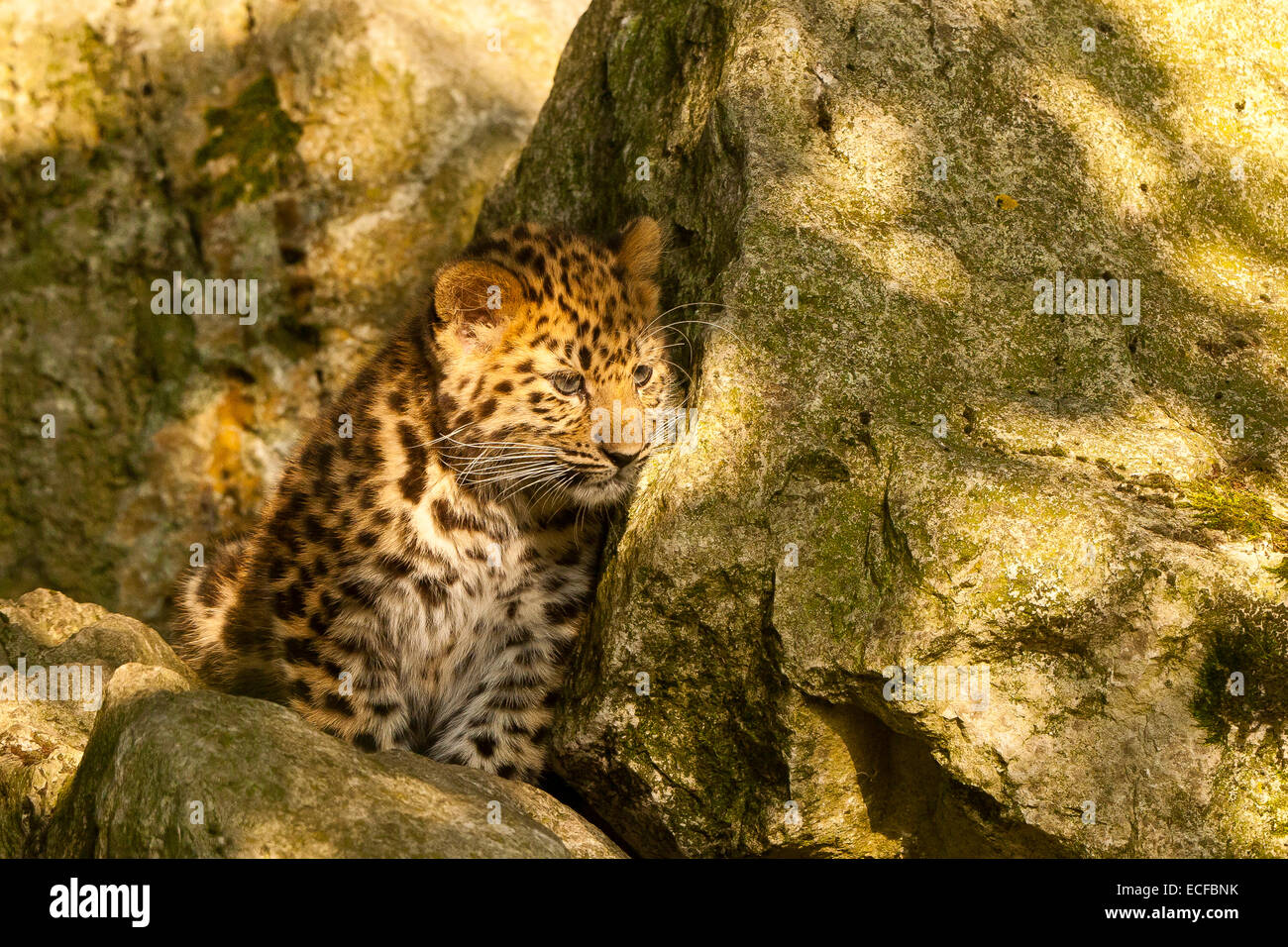Estremamente raro leopardo di Amur Cub (Panthera Pardus orientalis) seduti sulle rocce Foto Stock