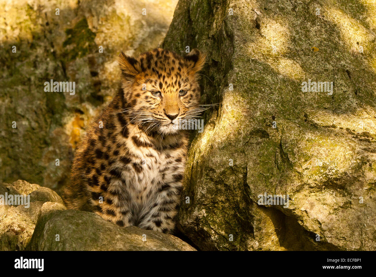 Estremamente raro leopardo di Amur Cub (Panthera Pardus orientalis) seduti sulle rocce Foto Stock
