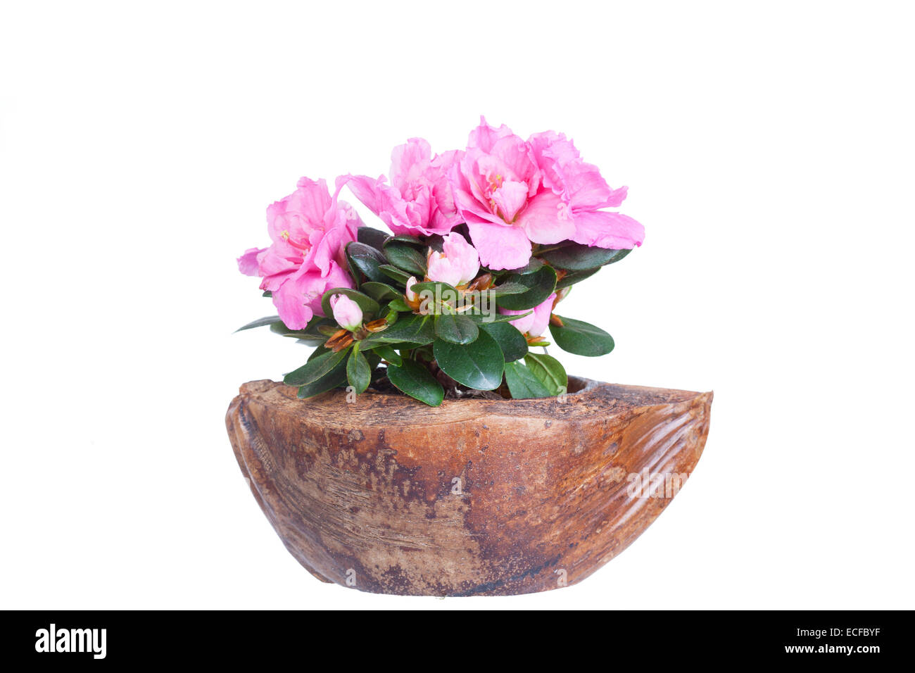 Fioritura azalea colore rosa in una metà di cocco Foto Stock
