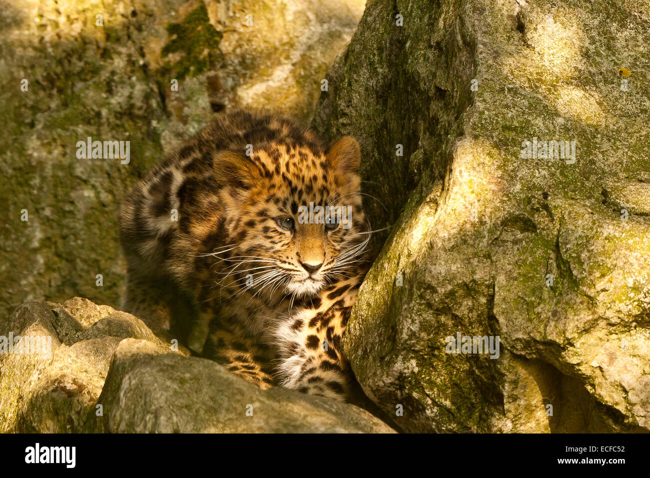 Estremamente raro leopardo di Amur Cub (Panthera Pardus orientalis) seduti sulle rocce Foto Stock