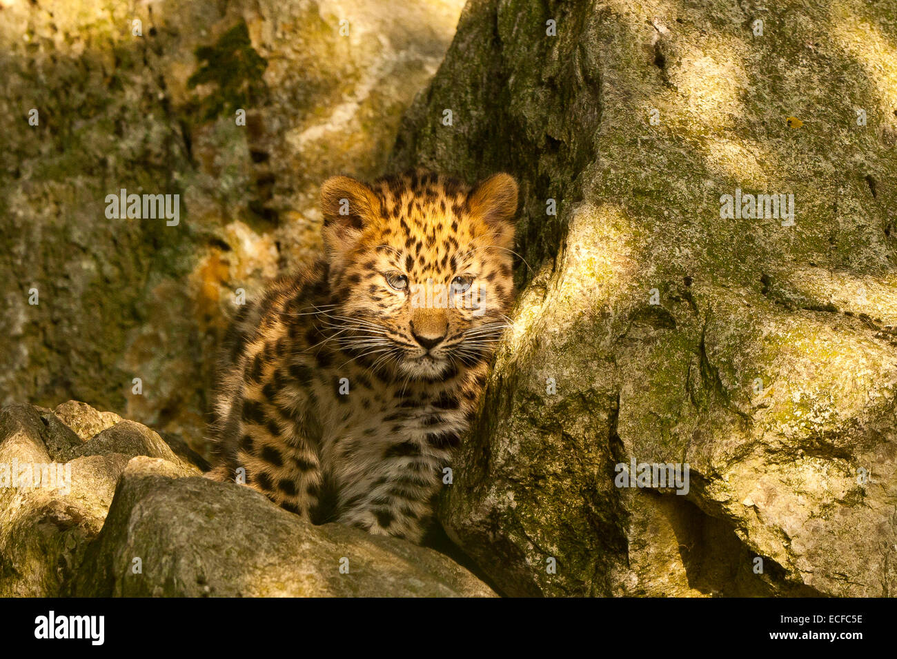 Estremamente raro leopardo di Amur Cub (Panthera Pardus orientalis) seduti sulle rocce Foto Stock
