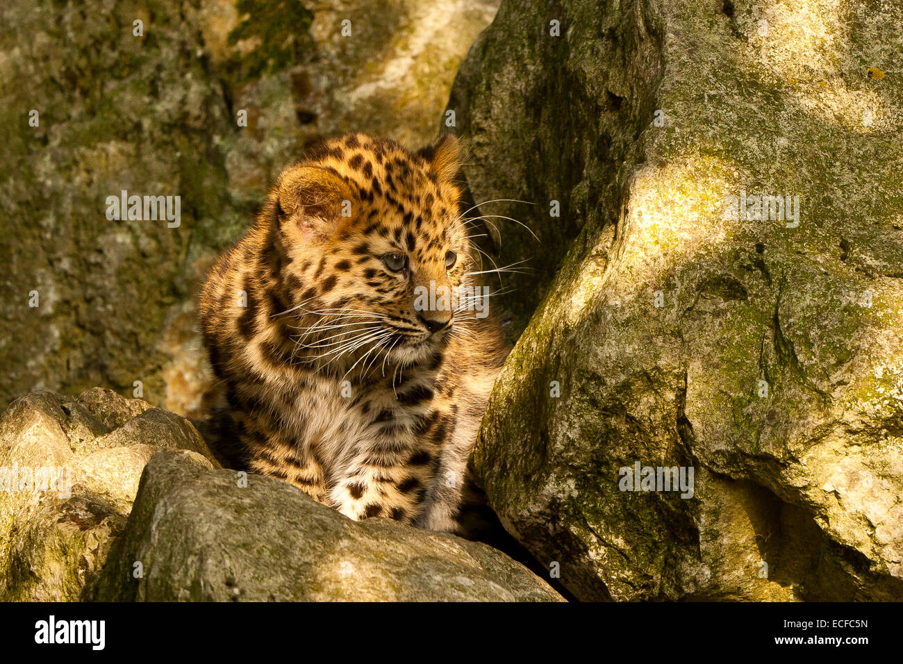 Estremamente raro leopardo di Amur Cub (Panthera Pardus orientalis) seduti sulle rocce Foto Stock