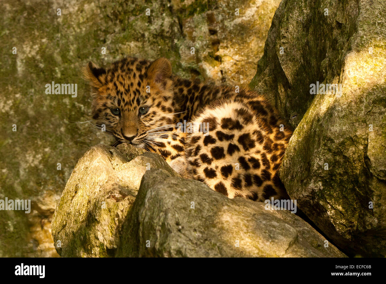 Estremamente raro leopardo di Amur Cub (Panthera Pardus orientalis) seduti sulle rocce Foto Stock