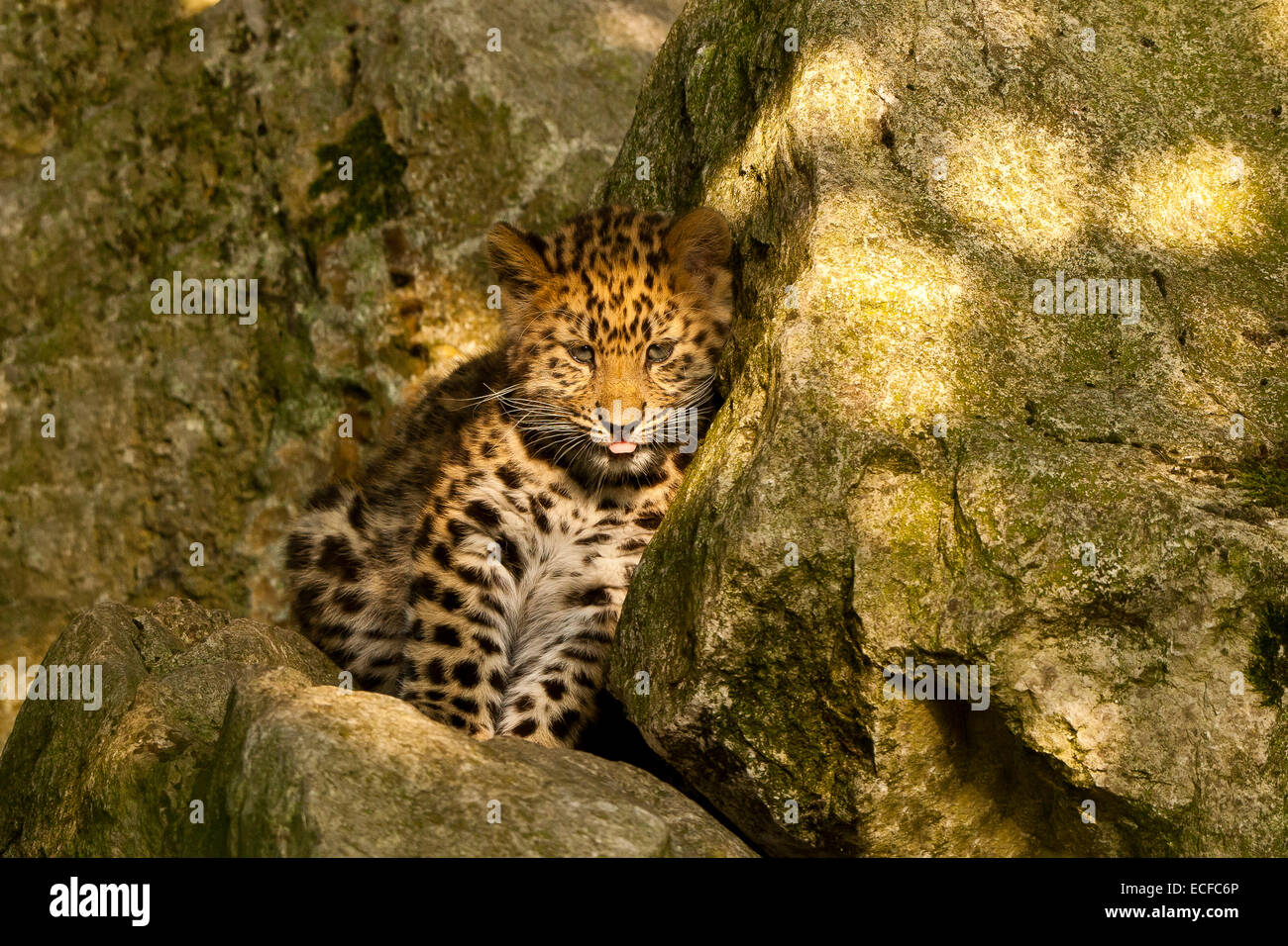 Estremamente raro leopardo di Amur Cub (Panthera Pardus orientalis) seduti sulle rocce Foto Stock